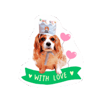 Cavalierkingcharlesspaniel Sticker