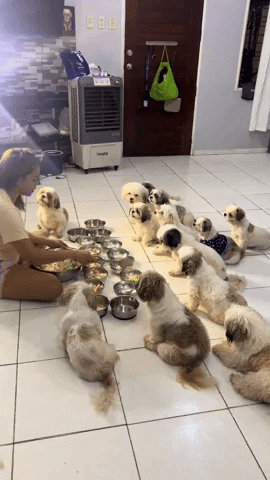 cuteanimalland giphyupload GIF