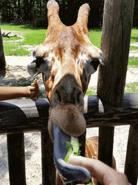 eating GIF