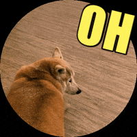 Menwen dog shiba 柴犬 menwen GIF