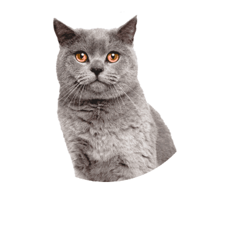 DinamizaDigital giphyupload gato chulo dinamizadigital Sticker