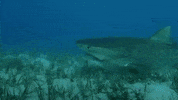 on my way swimming GIF by Shark Week