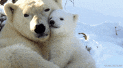 Polar Bear Love GIF