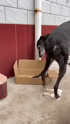 cuteanimalland giphyupload GIF