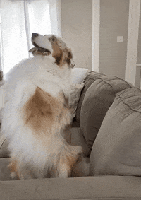 Flambothedog falling trust fall flambo flambo the dog GIF