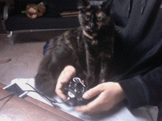 cat kitty GIF