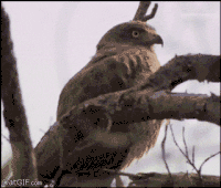 sin GIF