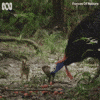 Natural History Bird GIF by ABC TV + IVIEW