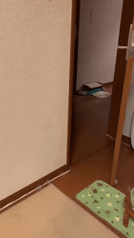 Video gif. We look in between the cracks of a door that's slightly ajar and see a cat trotting by. It sees us as it passes and it does a double take, jumping onto the base of the door frame and hugging it by standing on its hind legs.