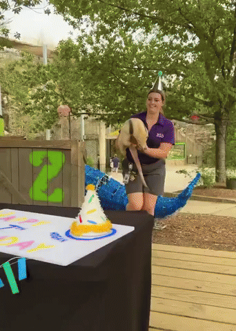 Zookeepers in Texas Throw Surprise Birthday Party for Resident Anteater