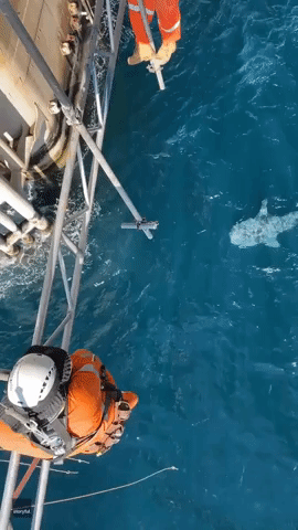 Scaffolding Gives Offshore Workers Amazing View of Whale Shark