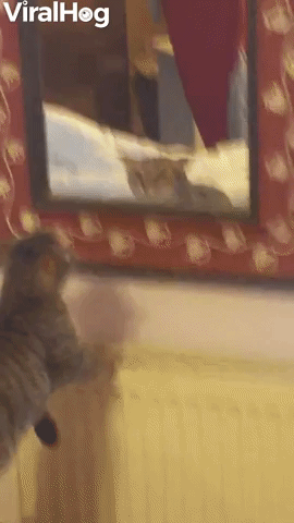 Kitty Spots Trouble in Mirror
