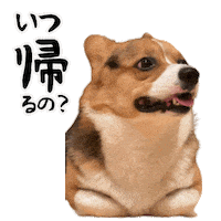 Corgi Milo Sticker