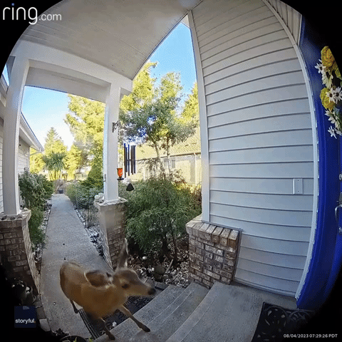 Inquisitive Deer 'Knocks' on Washington Home's Door Before Quickly Running Away