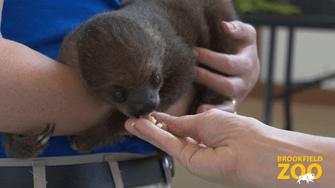 Baby Hello GIF by Brookfield Zoo