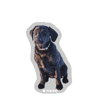 Noso Sticker by nosopatches