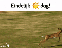 eindelijkzondag GIF by vrt