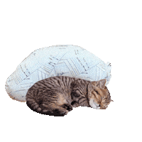 Cat Read Sticker