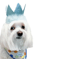 Happy Birthday Sticker by HammyandBrody