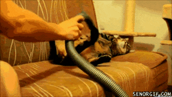 cat cleaning GIF by Cheezburger