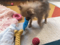 dog puppy GIF by Jess