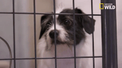 pupparazzi doggie winter wonderland GIF by Nat Geo Wild