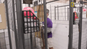 doggie winter wonderland pupparazzi GIF by Nat Geo Wild