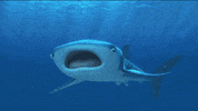 finding dory GIF by Disney/Pixar's Finding Dory