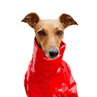 Italian Greyhound Britney Sticker by Iggy Joey