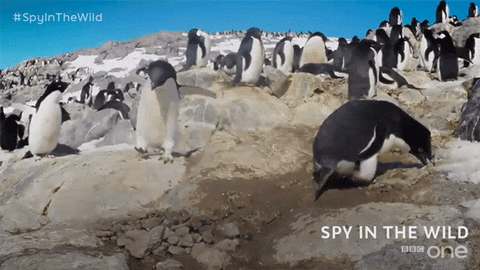 Bbc One Penguin GIF by BBC