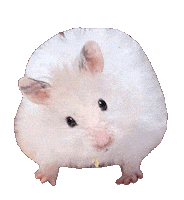 桜 Sticker