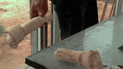 contemporary art photography GIF by Art21