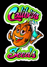 calibizaseeds calibizaseeds calibiza calibizaseedsco GIF