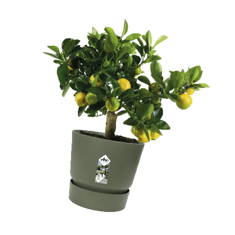 Spring Huis Sticker by fonQnl