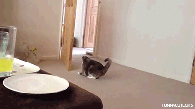 cat GIF