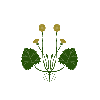 Summer Grow Sticker