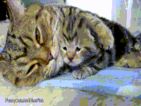 baby cat GIF