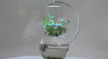 herb GIF
