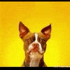 dog smile GIF by The Videobook