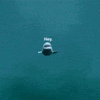 Video gif. A beluga whale quickly approaches us in its tank and it boops its nose on the glass, squishing its face. Text, "Hey!"