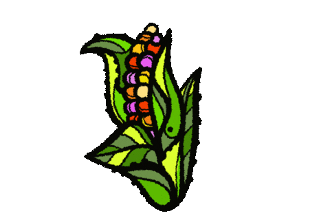 MasPaz giphyupload corn vegetable maiz Sticker