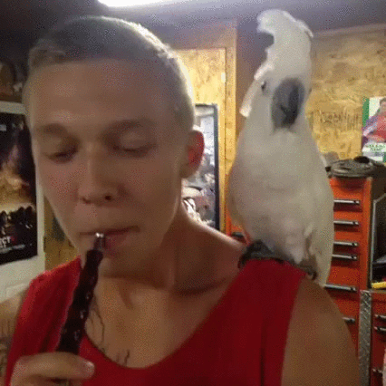 hookah GIF