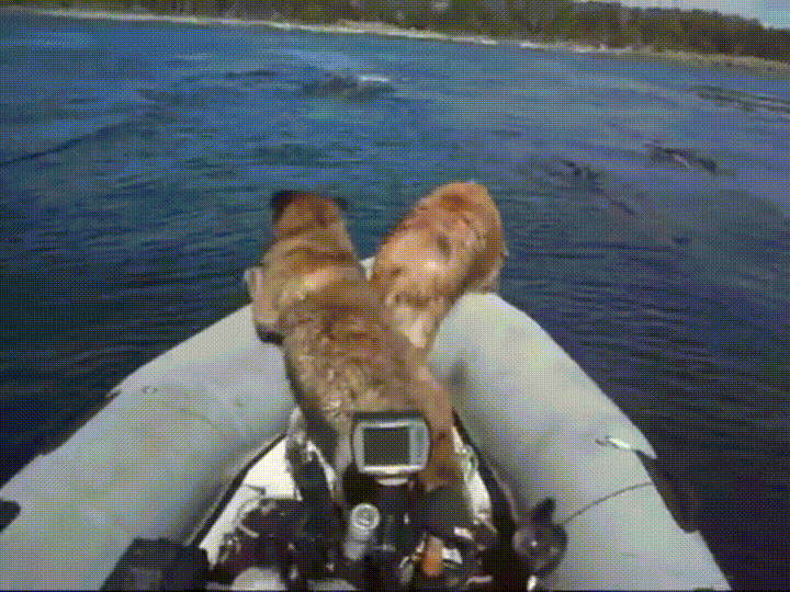dogs ocean GIF