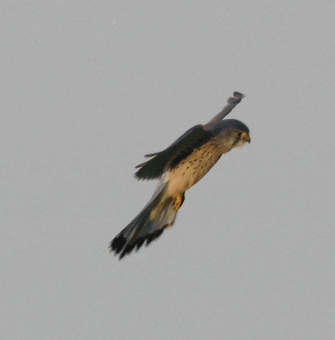 falcons GIF