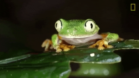 tree frog rainforest GIF by Nat Geo Wild