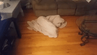 Silly Dog Stuck Under Blanket Until Owner Helps
