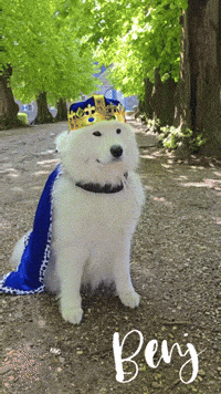 Dog GIF
