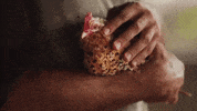 chicken vegan GIF by Mercy For Animals