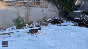 Cat Experiences Snow for First Time