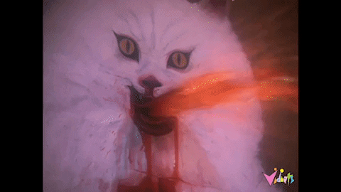 Cat Wtf GIF by Vidiots